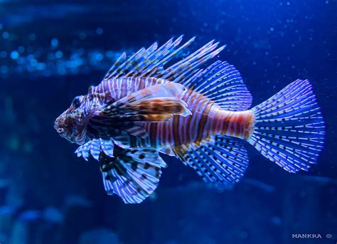 Feuerfische Lionfish Often Also Called Lionfish More Rar Flickr