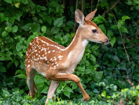 What Plants Repel Animals? - Covenant Wildlife