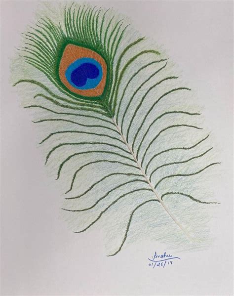 A Beautiful Colored Pencil Drawing Of A Peacock Feather Etsy