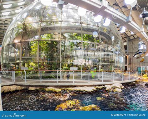 Rainforest of the California Academy of Sciences Editorial Photo - Image of building, francisco ...