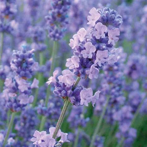Buy lavender Lavandula angustifolia Melissa Lilac ('Dow4') (PBR): £14. ...
