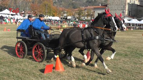 Gara Su Carrozza Sportiva Con Pariglia Di Cavalli Abbinata A Caluso