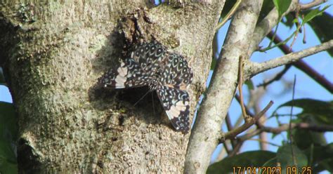 Borboleta Biofaces Bring Nature Closer