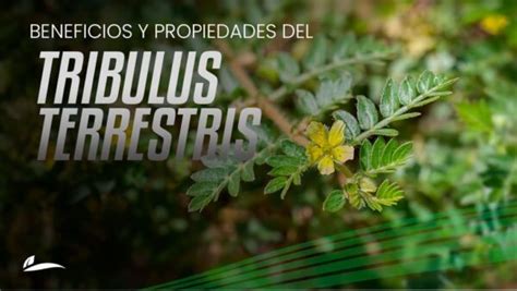 Beneficios Y Propiedades Del Tribulus Terrestris