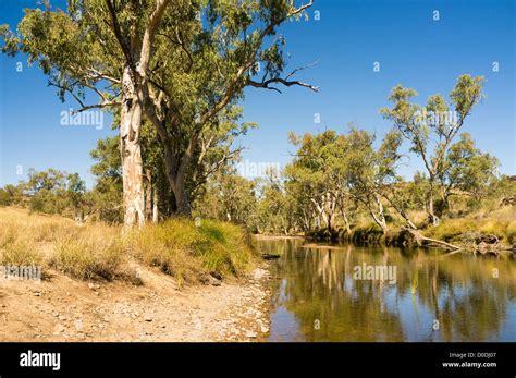river red gum trees eucalyptus camaldulensis  ellery creek  west