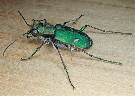 Cicindela Purpurea Cow Path Tiger Beetle 10000 Things Of The