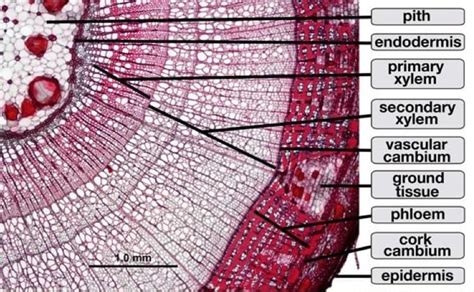 Solved 1 Root Tip Longitudinal Cross Section Under Medium Power