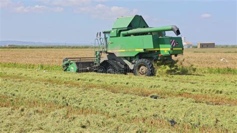 Harvester Machine To Harvest Rice Field Working In Albufera Stock