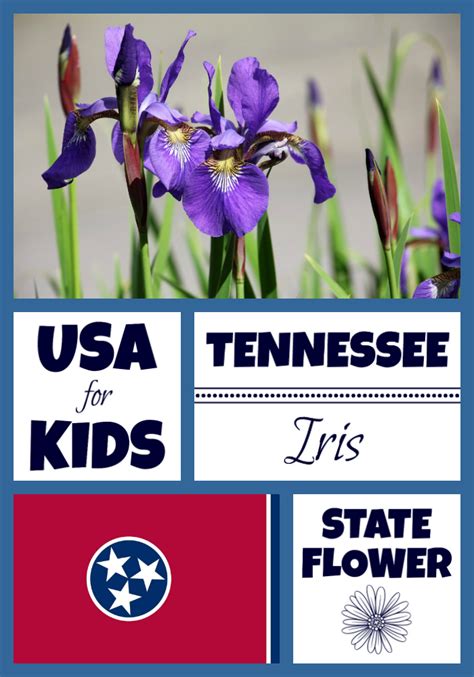 Tennessee State Flower - USA Facts for Kids