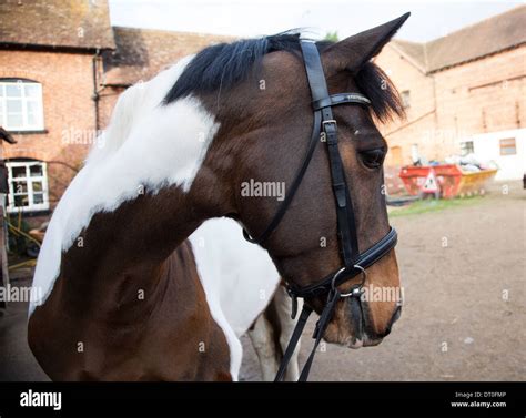 Horse Turning Head Hi Res Stock Photography And Images Alamy