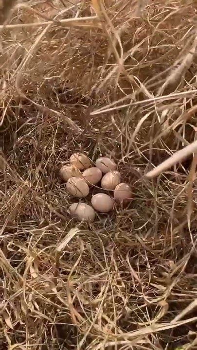 Find Of The Day Chicken Eggs 🥚🥚🤤🐓 Egg Chicken Farms Agronomy