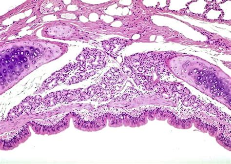 Histology Of Respiratory System ZOHAL