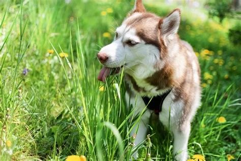 Por que os cães comem mato quando têm dor de barriga