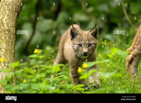 northern lynx (Lynx lynx lynx), pup in a forest, Germany, Hesse Stock ...