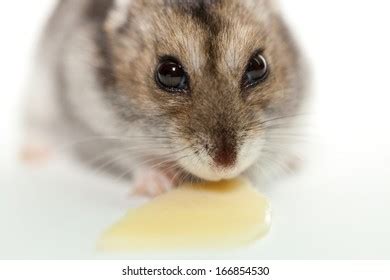 513 Hamster Eat Cheese Images, Stock Photos & Vectors | Shutterstock