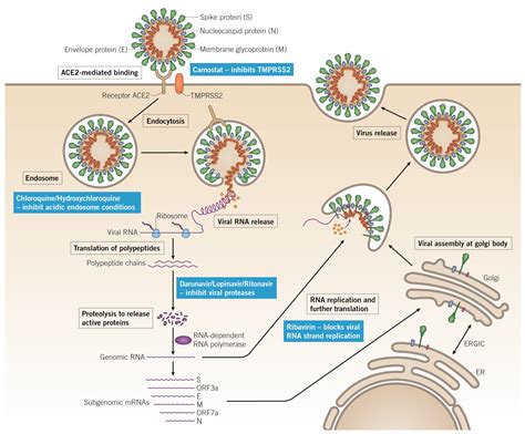 Existing Drugs Targeting Sars Cov And Coronaviruses Tocris Biogen