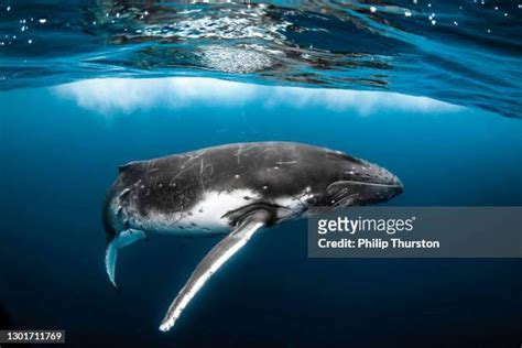 Humpback Whales Migration Photos and Premium High Res Pictures - Getty ...