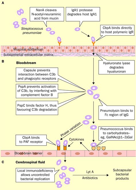 Pathogenesis And Pathophysiology Of Pneumococcal Meningitis The