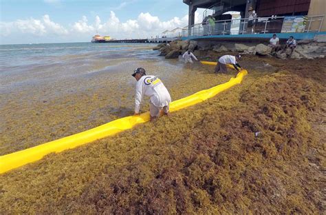 Fracasa contención del sargazo en Playa del Carmen Radio Turquesa