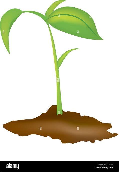 Vector Illustration Of A Young Green Seedling Stock Vector Image And Art