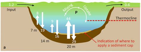 Phosphorus Loading Natural Lake Biosciences