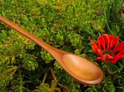 Plantemos Árboles Homenaje a la Caoba o Mara Swietenia Macrophylla King