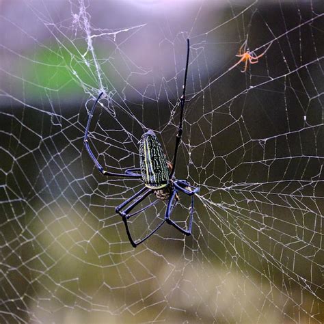 Um Mestre Tecel O A Majestosa Aranha Amarela E Sua Teia Foto Premium