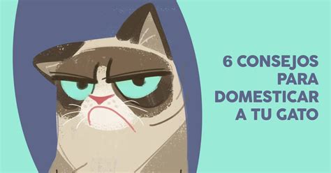 5 Tips Para Alargar La Vida De Tu Gato Arena Para Mascotas