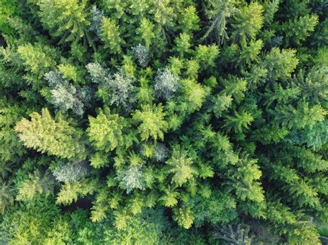 Todo Sobre Las Plantas Gimnospermas Caracter Sticas Evoluci N Y