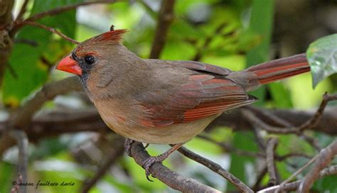 April 2019 Bird of the Month – Northern Cardinal – Audubon Everglades