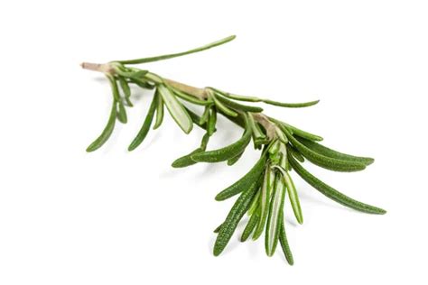 Twig Of Rosemary — Stock Photo © Margo555 17350505