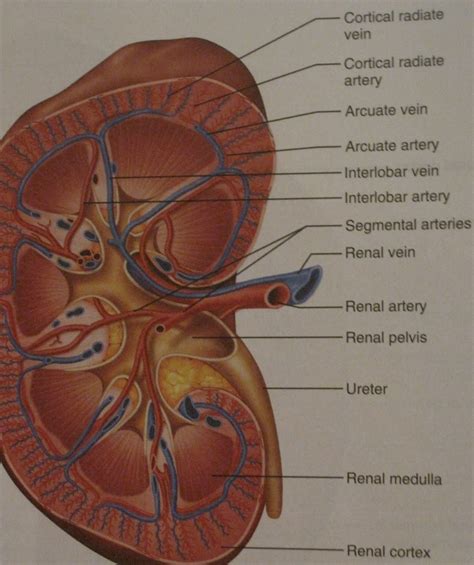 Kidney Anatomy Diagram