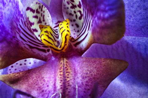 Orchidée Plante Orchidées Photo gratuite sur Pixabay Pixabay