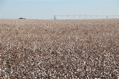 Oklahoma Farm Report Dry Weather Shrinks The Expected Oklahoma Cotton