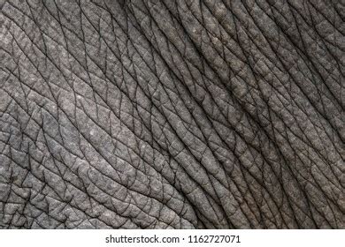 Close African Elephants Skin Texture Greater Stock Photo 1271671942