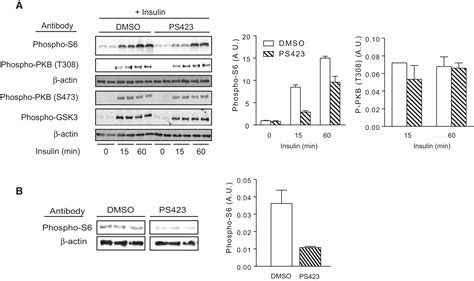 Substrate-Selective Inhibition of Protein Kinase PDK1 by Small ... 
