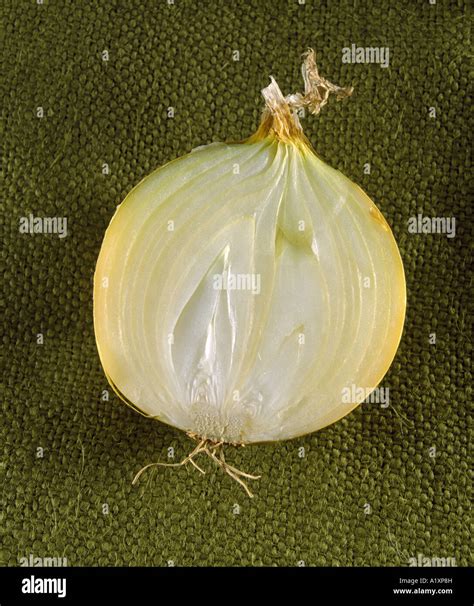 longitudinal section  onion showing bulb   leaf tissue