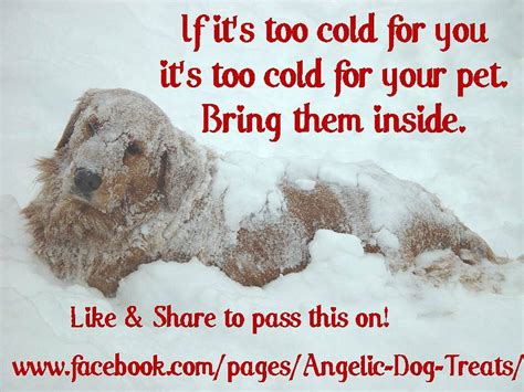 If it's too cold for you it's too cold for your pet. Bring them inside ...