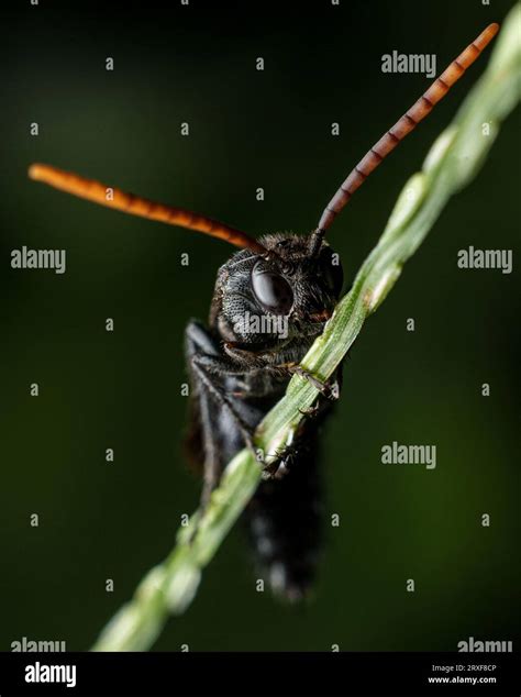 Black Wasp Macro Photo Stock Photo Alamy