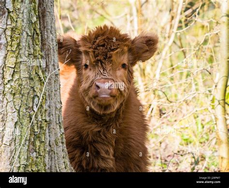 Scottish highland cow calf Stock Photo - Alamy