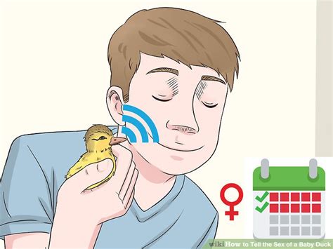 3 Ways To Tell The Sex Of A Baby Duck WikiHow