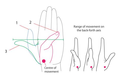 Human Anatomy Fundamentals How To Draw Hands Envato Tuts