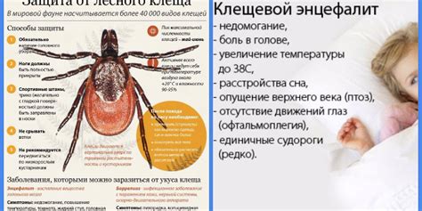 Энцефалит у собак: болеют ли, симптомы энцефалитного клеща, лечение