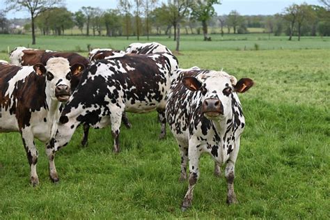 Normande Cows Cattle Dairy - Free photo on Pixabay