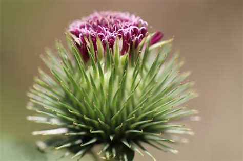 8 Usi Dellolio Di Bardana Per Pelle E Capelli Benefici E Indicazioni