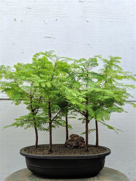 Metasequoia glyptostroboides bonsai care - caqwevibe