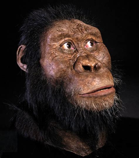 Australopithecus Anamensis Jaw