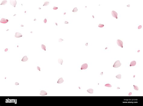 Cherry Blossom Petal Vector