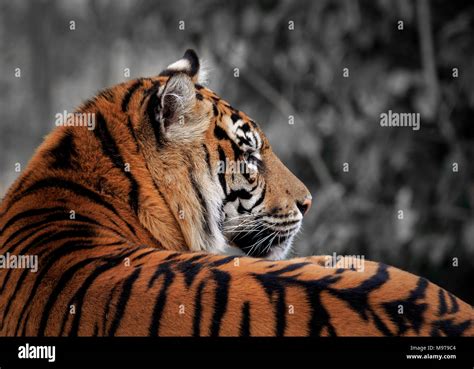 Beautiful and endangered Sumatran Tiger Stock Photo - Alamy