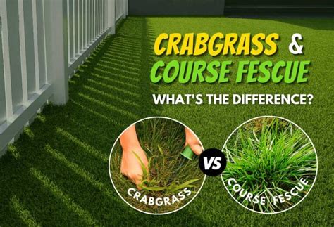 Crabgrass Vs Tall Fescue A Comparative Analysis